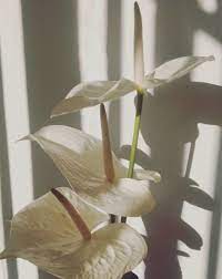 Imagem Descoberto Por Vous Oui Descubra E Salve Suas Proprias Imagens E Videos No We Heart It Flower Aesthetic Flowers Anthurium Flower