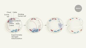 Initially, the culturing of cells or tissues results in the formation of an undifferentiated mass of. Mitochondria Are Mixed During Cell Division