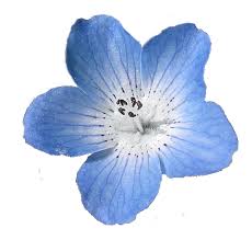 Transparent Blue Flowers Background Aesthetic Pictures Blue Flower Png