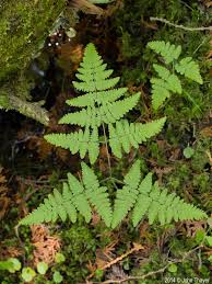 Image result for Gymnosporia oxycarpa