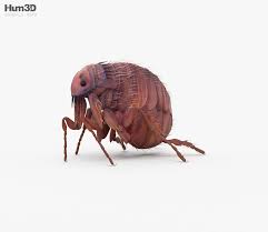 3d Model Of Flea Hd 3d Model Fleas Model