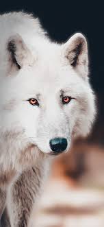 ❤ get the best wolf wallpaper hd on wallpaperset. Download 1125x2436 Wallpaper The White Wolf Portrait Iphone X 1125x2436 Hd Image Background 21230