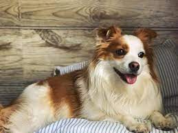 Miniature border collies are made by breeding a regular border collie with a smaller dog, in most cases. Mini Borders What You Need To Know About Miniature Border Collies Bordercolliehealth