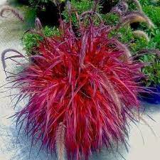 Fountain Grass Pennisetum Setaceum Red 20 200 Or 2000 Seeds Etsy Ornamental Grasses Fountain Grass Lawn And Garden