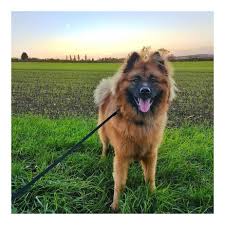 Pomeranian Mix Breed Dogs Corgi Pomeranian Mixed Breed Dogs Dog Breeds