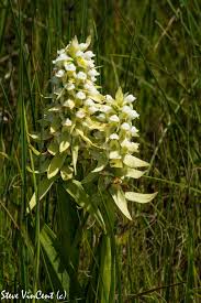 Image result for Satyrium trinerve