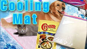 Also, regularly clean its litter tray. Diy Cooling Mat For Cats And Dogs Using Cornstarch Youtube