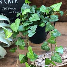 サーク 紺カップ ２点セット ボリュームあり へデラ 観葉植物 ハート型の葉っぱ フラワー リース パリジェンヌ 通販 Creema クリーマ ハンドメイド 手作り クラフト作品の販売サイト