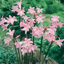 Epingle Par Natalia Reyes Cardenas Sur Virgo En 2020 Massif Fleurs Planter Des Bulbes Bulbes