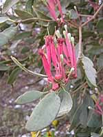 Image result for Phragmanthera eminii