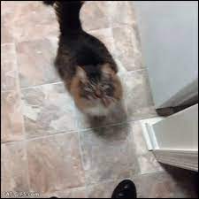 Cat Gif Funny Hungry Cat Standing Up Begging For Treats Please Feed Me Cute Little Animals Animals Pretty Cats
