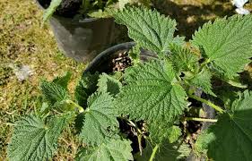 Image result for Urtica