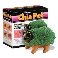 Chia Kitten Chia Pet Pets Food Animals