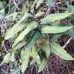 Image result for Ochna natalitia