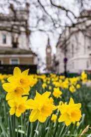 You must carefully select the flowers to plant in your garden. Things To Do In London 51 Best Things To Do In The Uk Capital Daffodils Things To Do In London Daffodil Flower