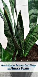 How To Care For A Mother In Law S Tongue Aka Snake Plant Reuse Grow Enjoy Plants Mother In Law Tongue Snake Plant