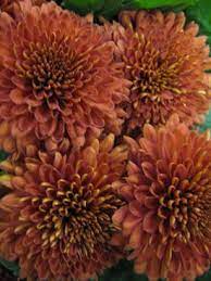 Brown Flowers Mums Flowers Brown Flowers Flowers