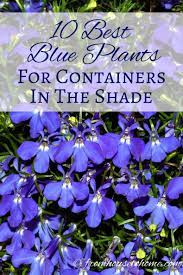 Shade Container Plants 10 Of The Best Blue Annuals For Planters In The Shade Gardening From House To Home Shade Garden Plants Blue Plants Container Plants