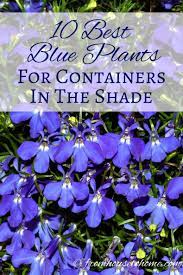 Browallia, or bush violet, goes well with almost anything and its height, 12 to 14 inches, is great for use in the middle of a mixed container garden. Shade Container Plants 10 Of The Best Blue Annuals For Planters In The Shade Gardening From House To Home Shade Garden Plants Blue Plants Container Gardening Flowers