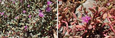 Image result for Sesuvium