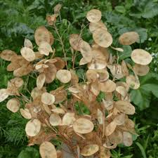 Money Plant Seeds Honesty Plant Seeds Everwilde Farms Select from premium money plant of the highest quality. money plant seeds
