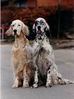 English Setter - Gun dogs, Bird Dogs, Field Dogs and ...