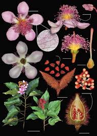 Image result for Bixa orellana