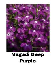 Image result for Lobelia hartlaubii