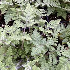 Image result for Cheilanthes