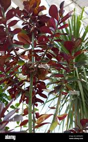 Image result for Synadenium