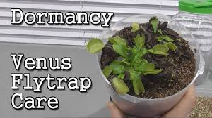 Venus flytrap can be grown indoors in windowless homes if a plant light is available. Venus Flytrap Care Preparing For Cold Dormancy Youtube