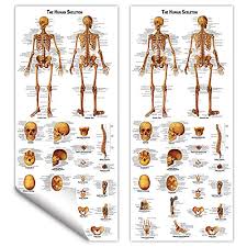 Ronten Human Skeleton Poster Skeletal System Anatomical Chart