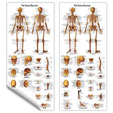 ronten human skeleton poster skeletal system anatomical chart