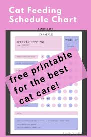 Facebook twitter reddit pinterest email. Cat Feeding Schedule Chart How Many Times To Feed Guide Caticles