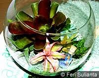 7:37 kedaulatan rakyat tv 6 822 просмотра. Terarium Seni Taman Dalam Kaca Kumpulan Info