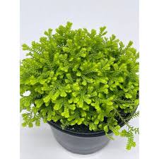 Image result for Selaginella goudotiana