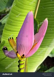 Image result for Musa sp. (Ornamental bananas)