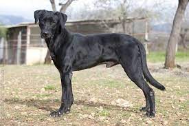 Perro de pastor mallorquín) is a domesticated breed of dog, used in the balearic islands of spain, both for guarding sheep and as a general purpose farm dog. Not A Lab