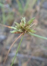 Image result for Cyperus luteus