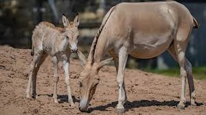 After a full year of waiting, a quiet yet deeply meaningful moment unfolded  at Chester Zoo. A rare onager foal, named Jasper, was born after an arduous  twelve-month pregnancy — an extraordinary