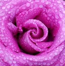صور روعه 2018 احلى صور خلفيات جميلة متنوعه colorful roses beautiful flowers single rose
