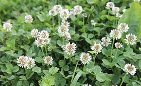 It has 80% to 92% cyclohexanone pulegone. Do Rabbits Eat Clover Pet Care Advisors