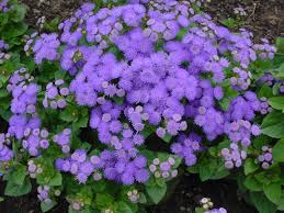Plants A Ageratum Page 11 Mosquito Repelling Plants Plants Shade Plants