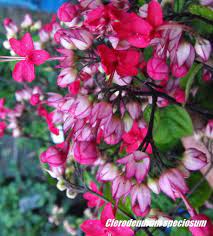 Red bleeding heart vine live plant clerodendrum speciousos favorite heirloom shade garden unusual flower starter size 4 inch pot emerald tm. Pink Bleeding Heart Vine Clerodendrum Speciosum 125mm Weslor Flowers Plant Nursery