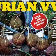 Bibit durian dimasukan kedalam lubang tanam dengan posisi yang tegak, selanjutnya tutup kembali dengan tanah hasil galian sampai batas pangakal batang bibit durian. Durian Asfa 50 Vvip Premium Gabungan 4baka Durian Terbaik 2kaki Mthg Shopee Malaysia