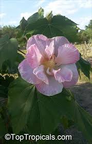 Image result for Hibiscus mutatus