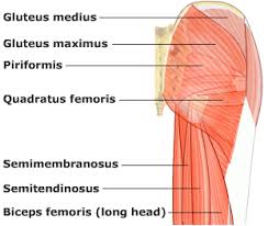 The gluteal muscles, often called glutes are a group of three muscles which make up the gluteal region commonly known as the buttocks: Glute Inhibition Or Glute Weakness Fixing Imbalances Video Tutorials