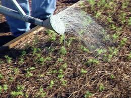 How to plant carrot seeds in garden. How To Grow Carrots How Tos Diy
