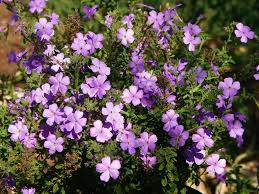 Image result for Jamesbrittenia integerrima