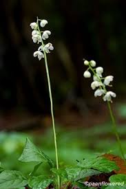 Image result for Rinorea elliptica